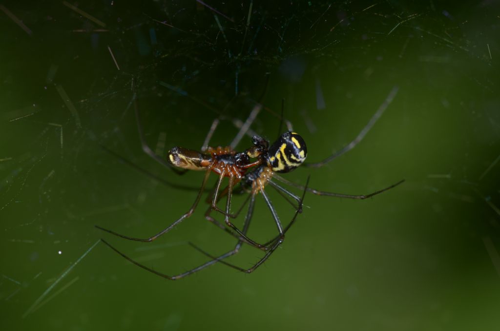 Linyphiidae ? S,  Neriene radiata - Oasi  di Alviano (TR)